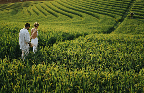 a couple walks among the rice fields