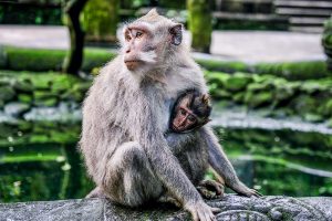 Monkey with baby in Bali